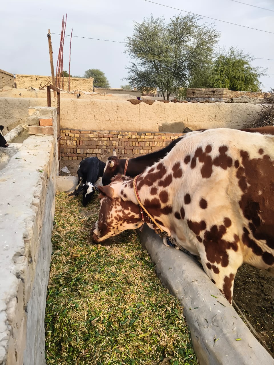 Punjab%20Cattle%20Farm