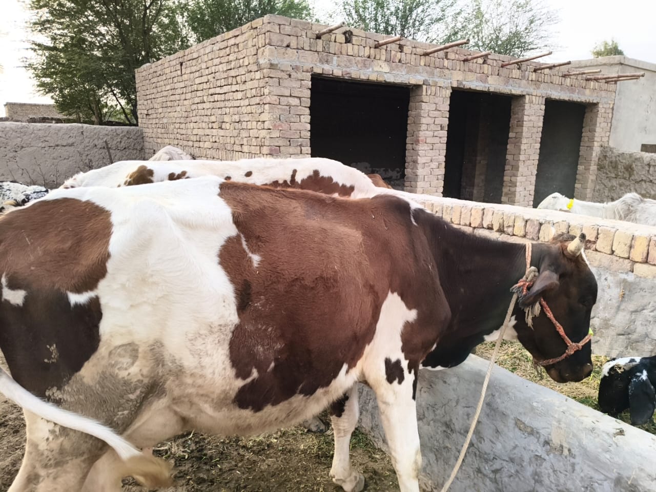 Punjab%20Cattle%20Farm